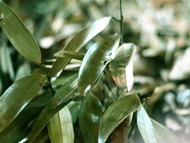 kelpsea_iStock_000014082399XSmall