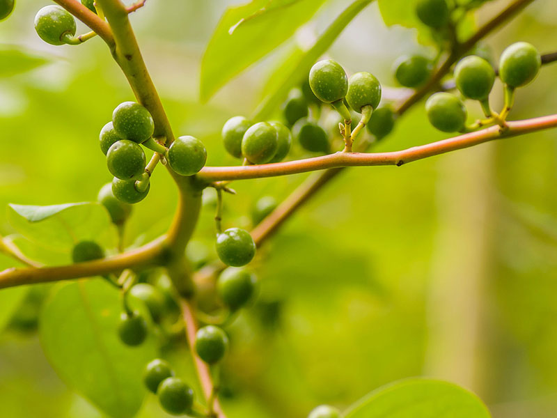 kelpsea_iStock_000014082399XSmall
