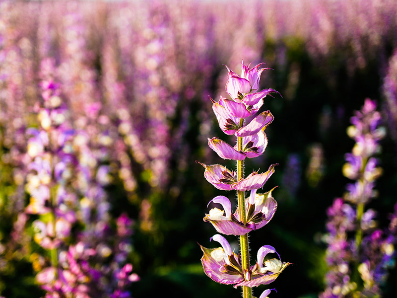 kelpsea_iStock_000014082399XSmall