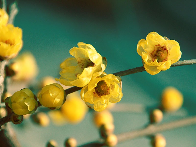 Winter Sweet Flower Oil