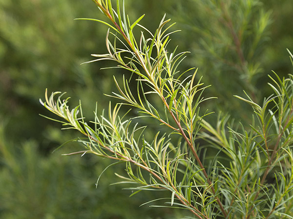 Tea_Tree__31765_副本.jpg