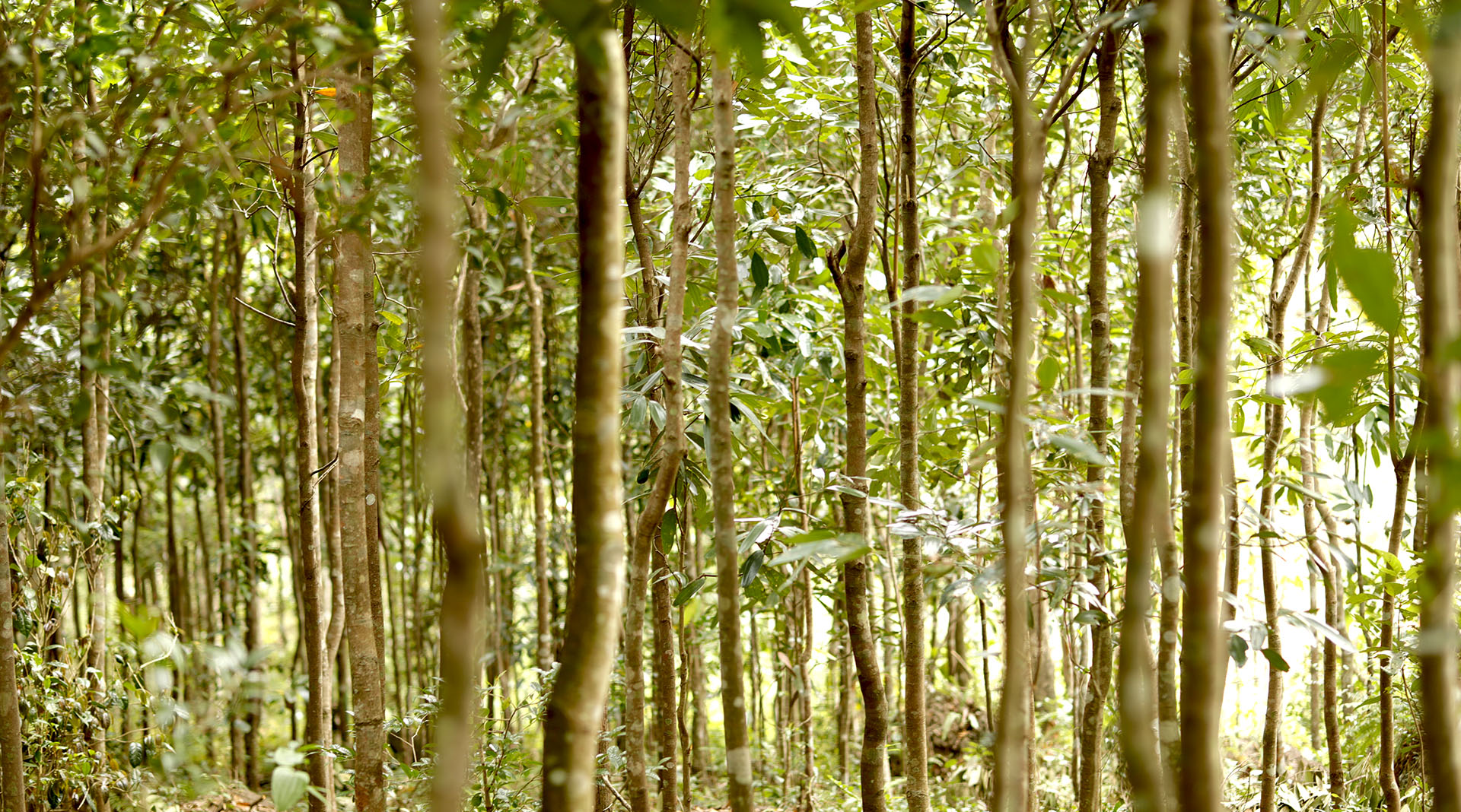 Cassia Oil&Derivatives