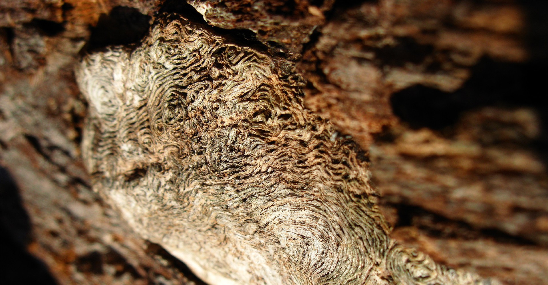 Cedarwood Oil&Derivatives