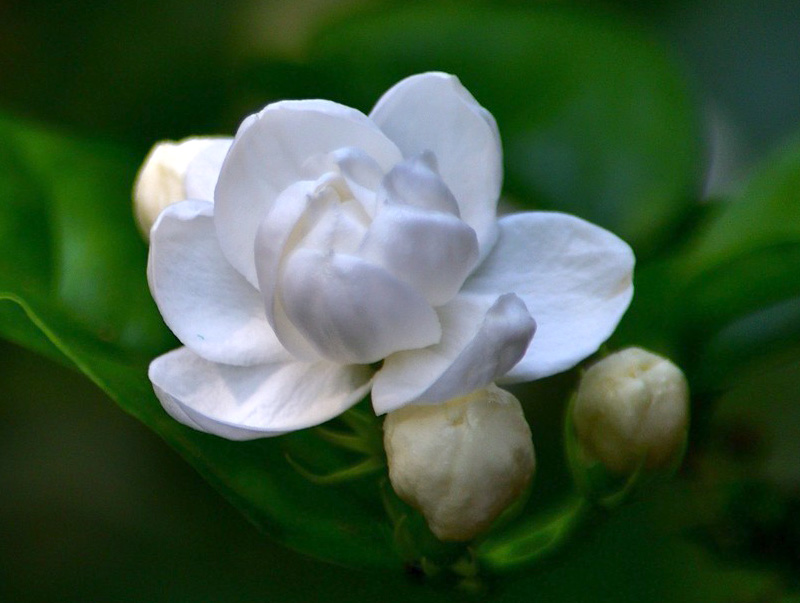 1789308887536939.jpg 茉莉花