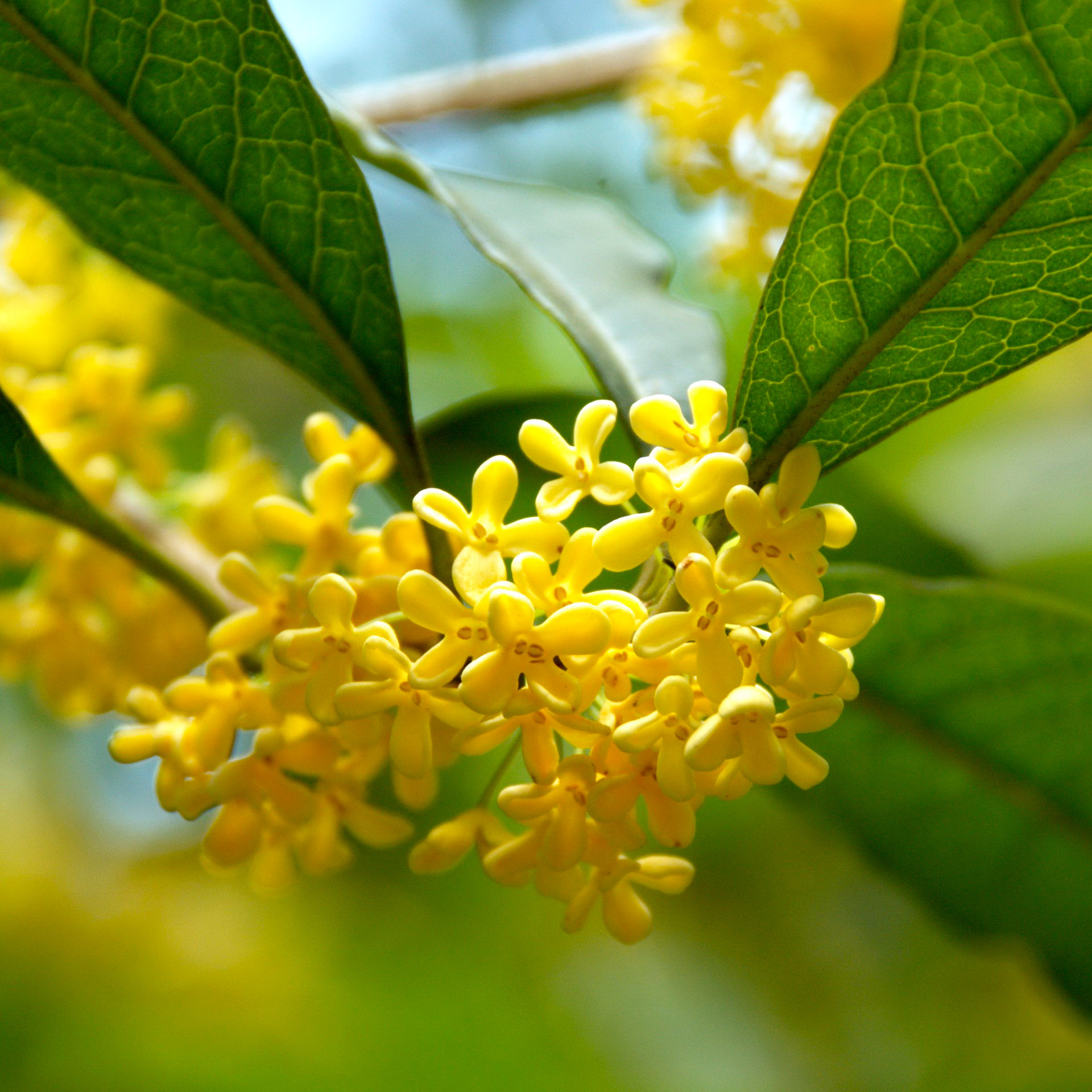 桂花浸膏