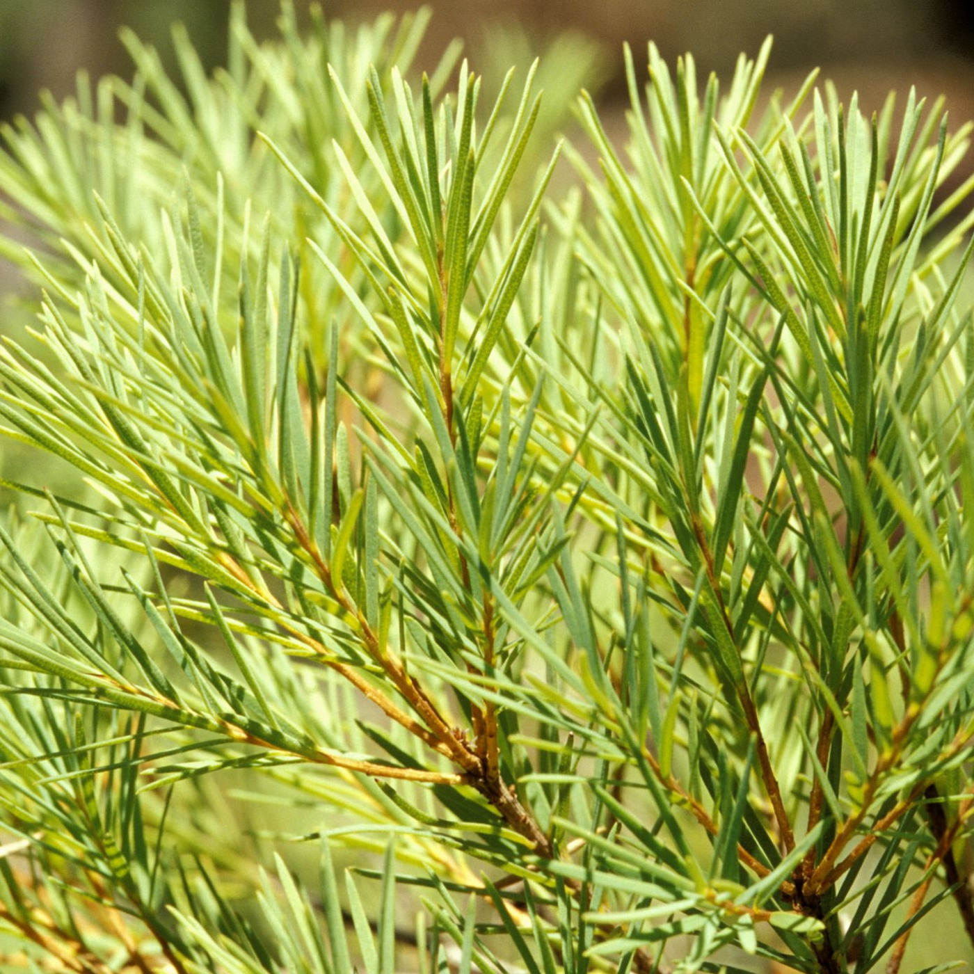 kelpsea_iStock_000014082399XSmall